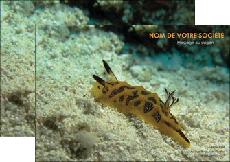 exemple flyers animal crevette crustace animal MIDLU40143